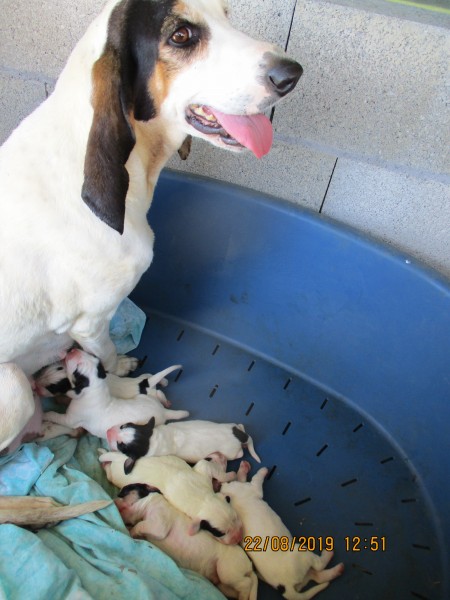 chiots lila 4.JPG